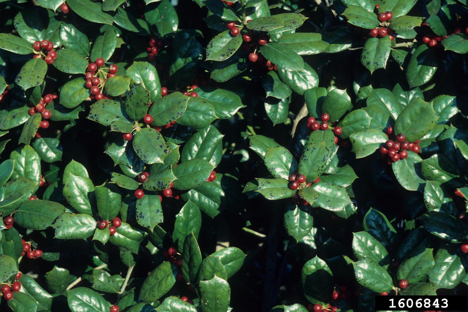 Chinese holly (Ilex cornuta)