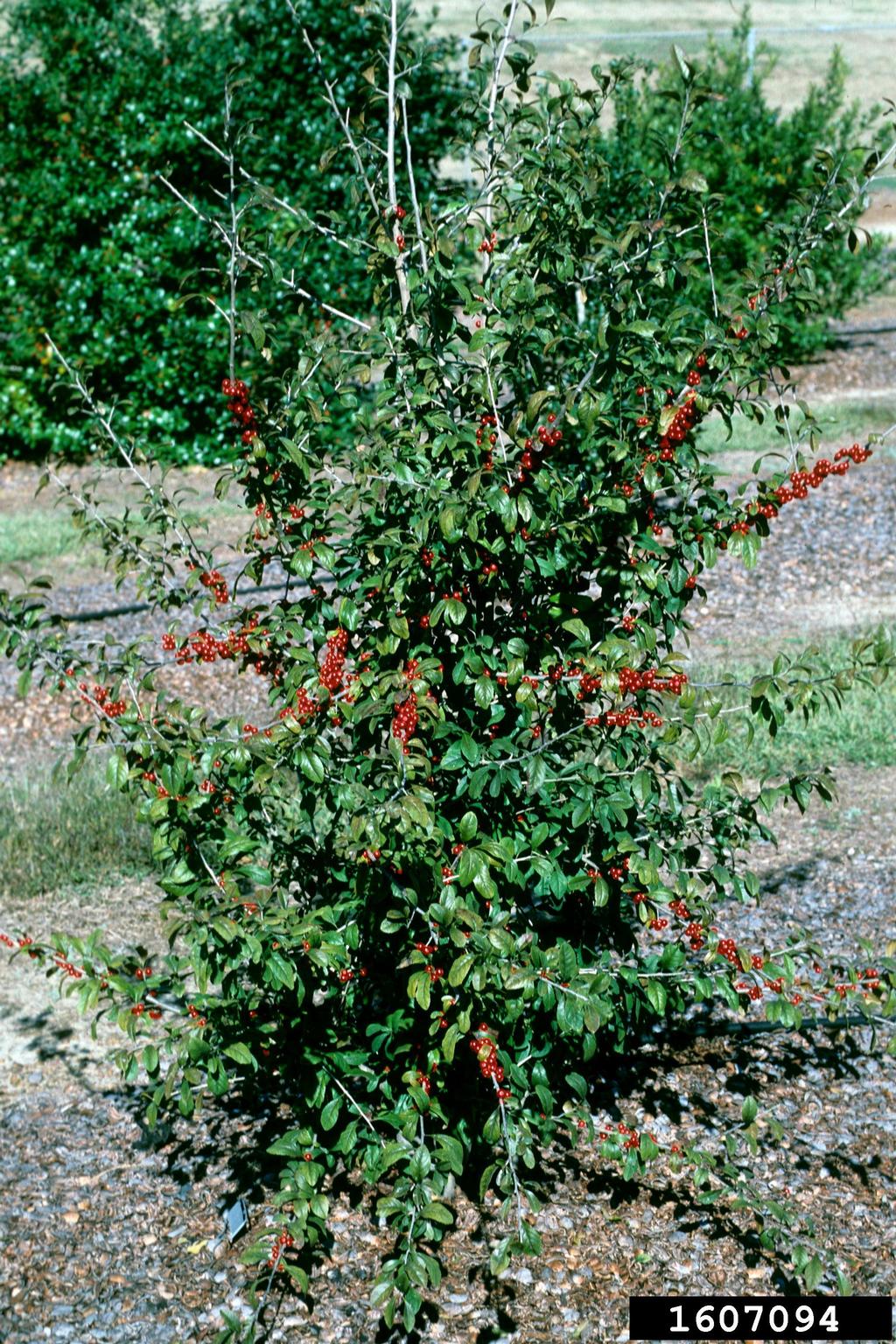 possumhaw (Ilex decidua)