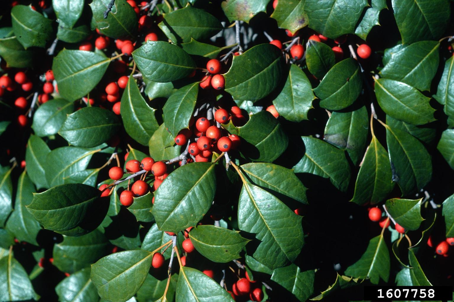 American holly (Ilex opaca)