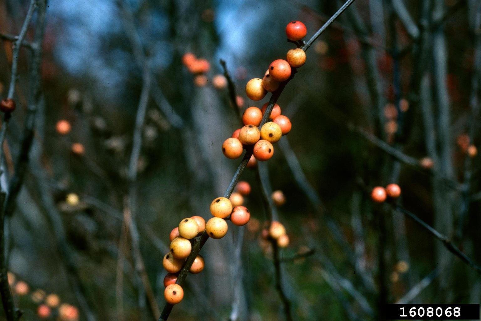 common winterberry (Ilex verticillata)