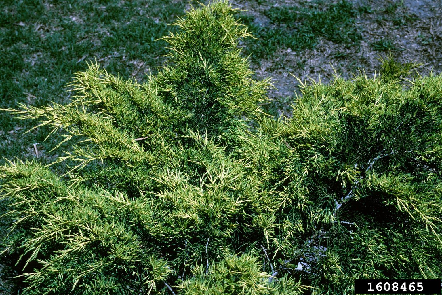Chinese juniper (Juniperus chinensis)