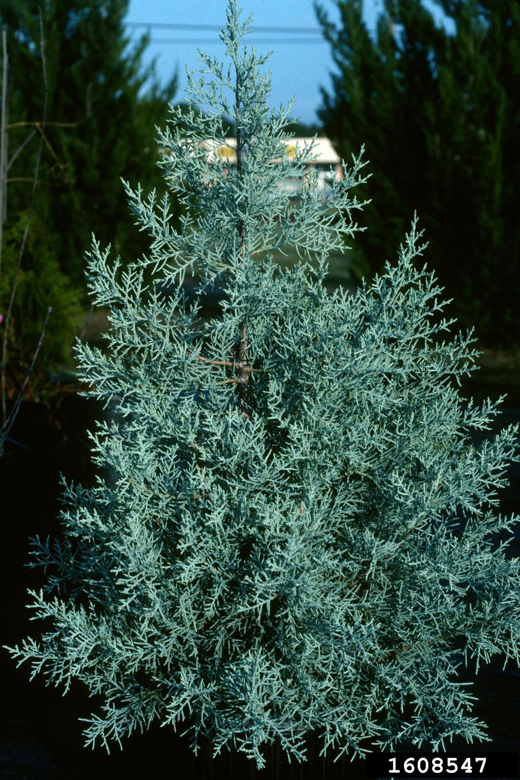 alligator juniper (Juniperus deppeana)