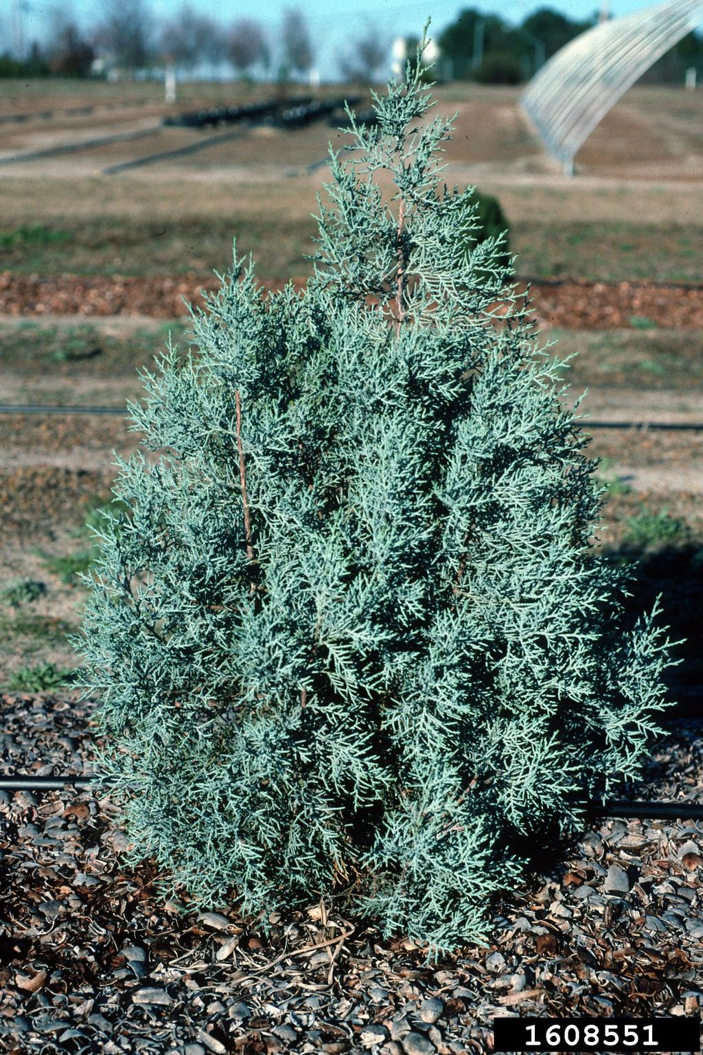alligator juniper (Juniperus deppeana)