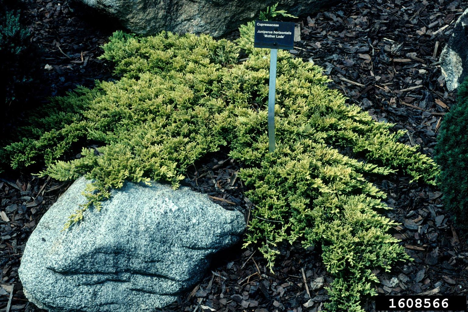 creeping juniper (Juniperus horizontalis)
