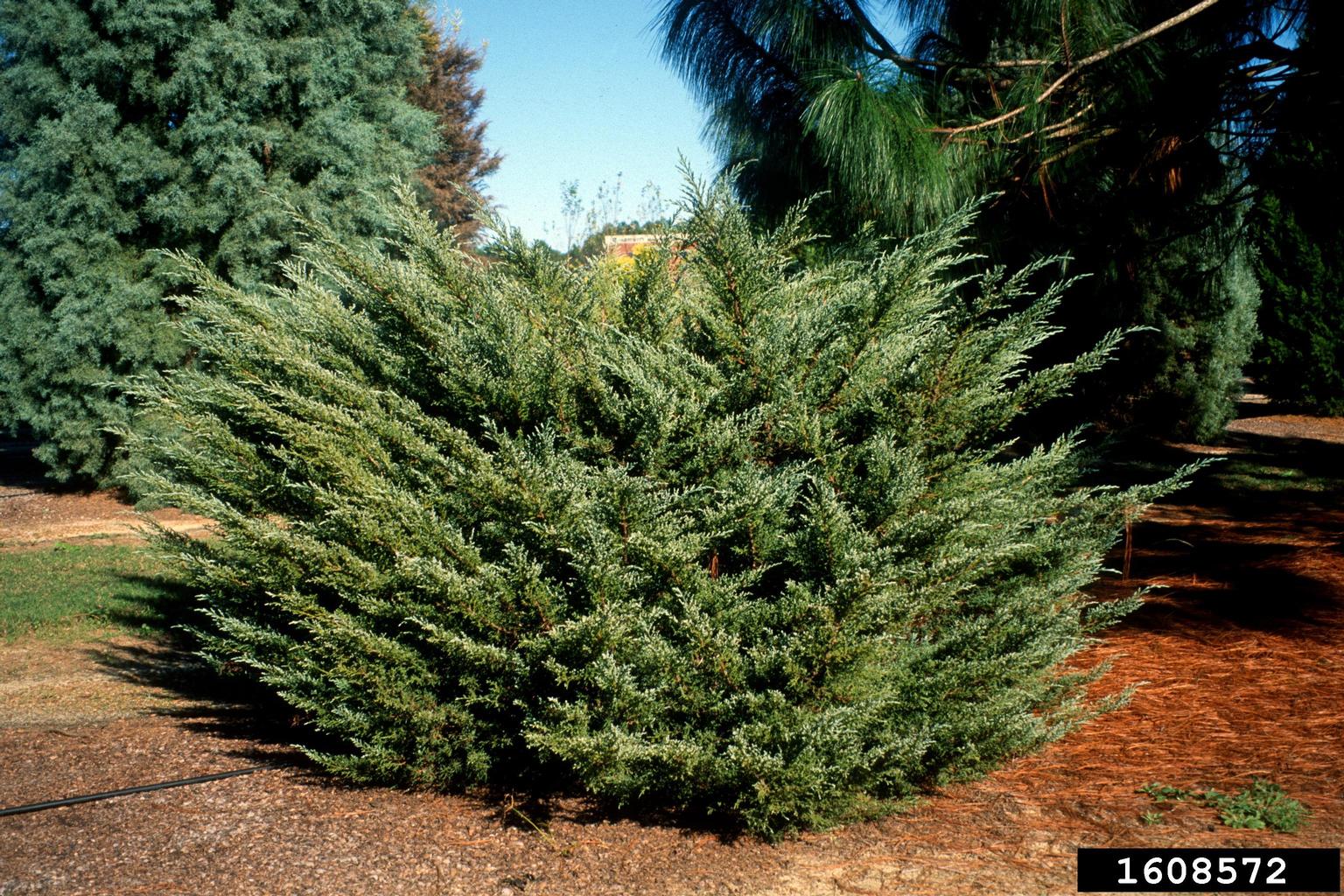 Chinese juniper (Juniperus chinensis)