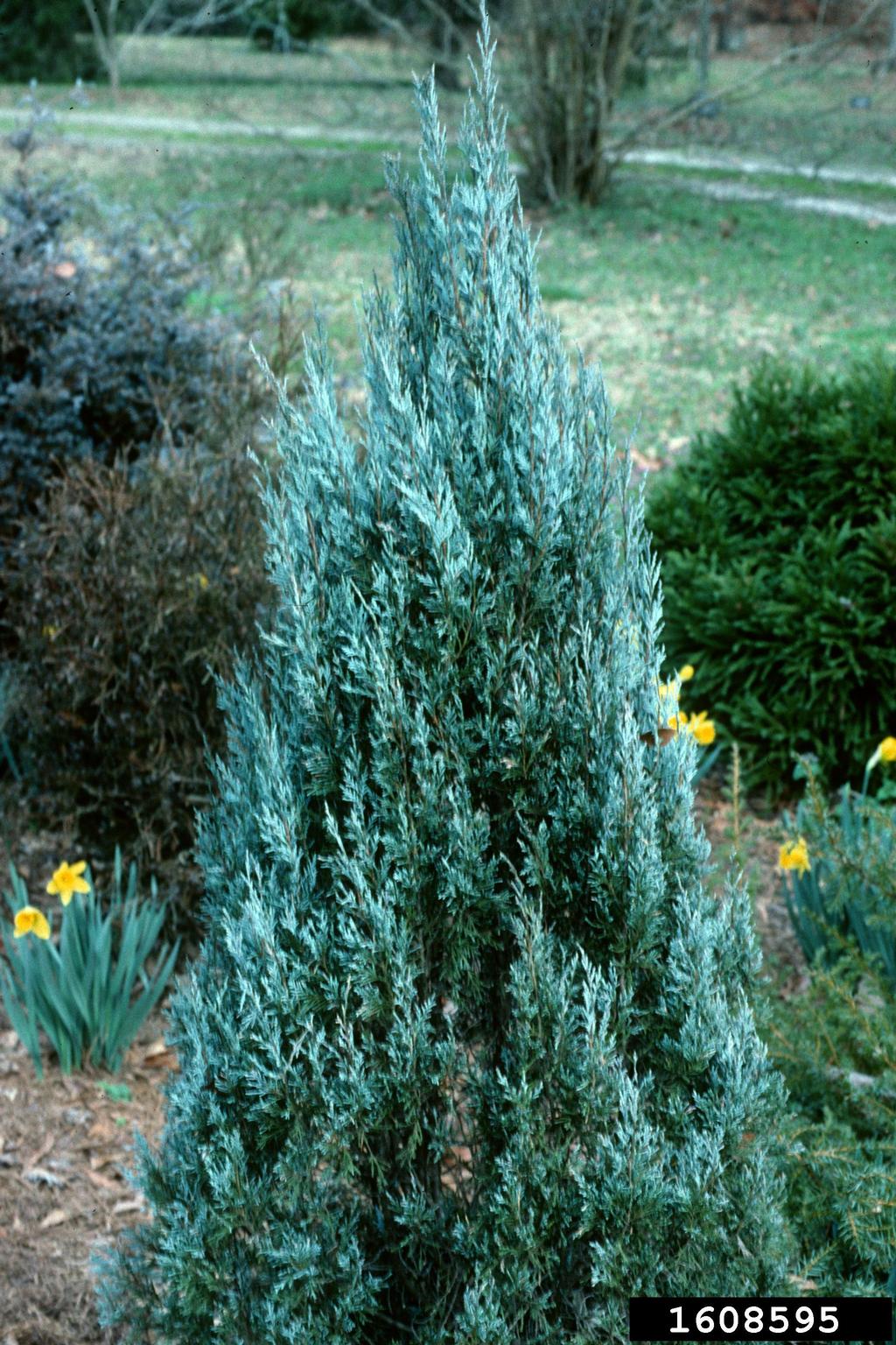 Rocky Mountain juniper (Juniperus scopulorum)