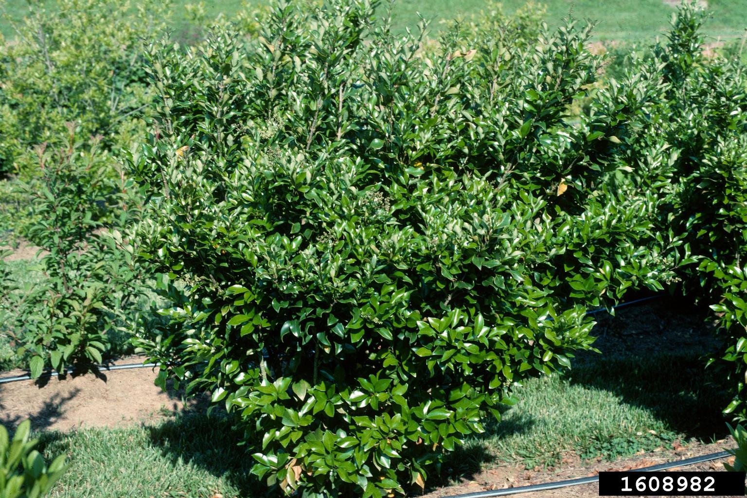 Japanese privet (Ligustrum japonicum)