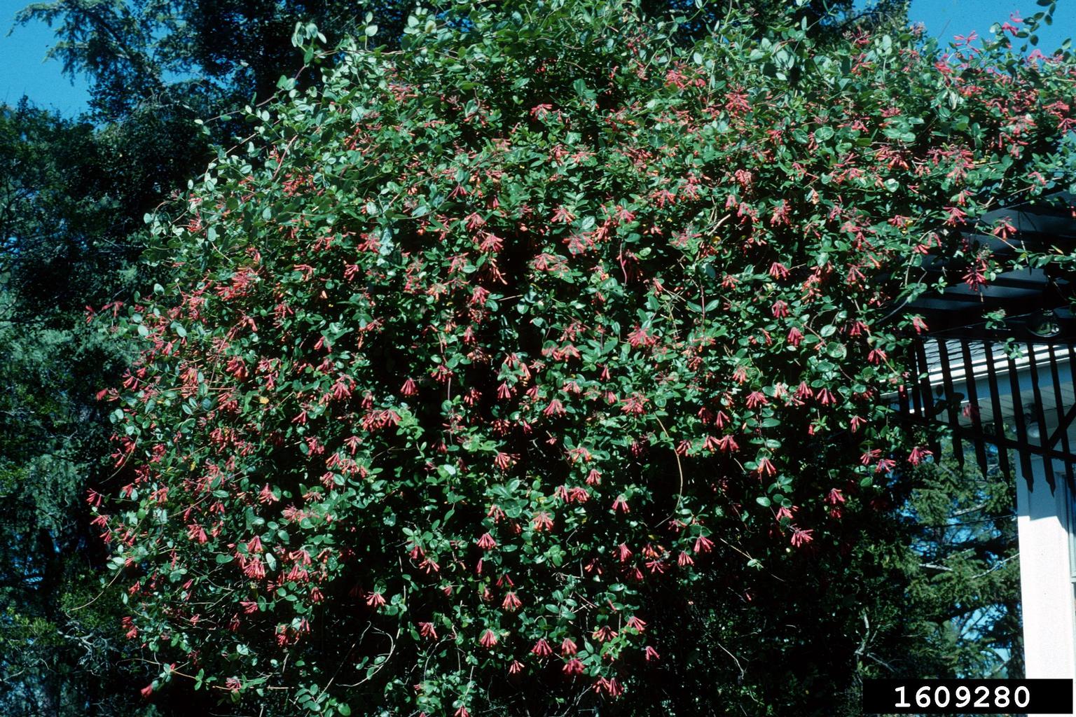 trumpet honeysuckle (Lonicera sempervirens)