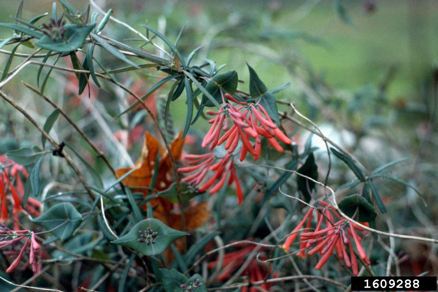trumpet honeysuckle (Lonicera sempervirens)