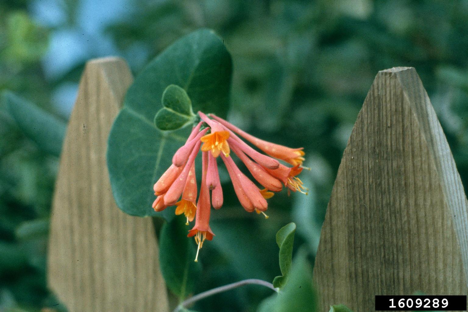 trumpet honeysuckle (Lonicera sempervirens)