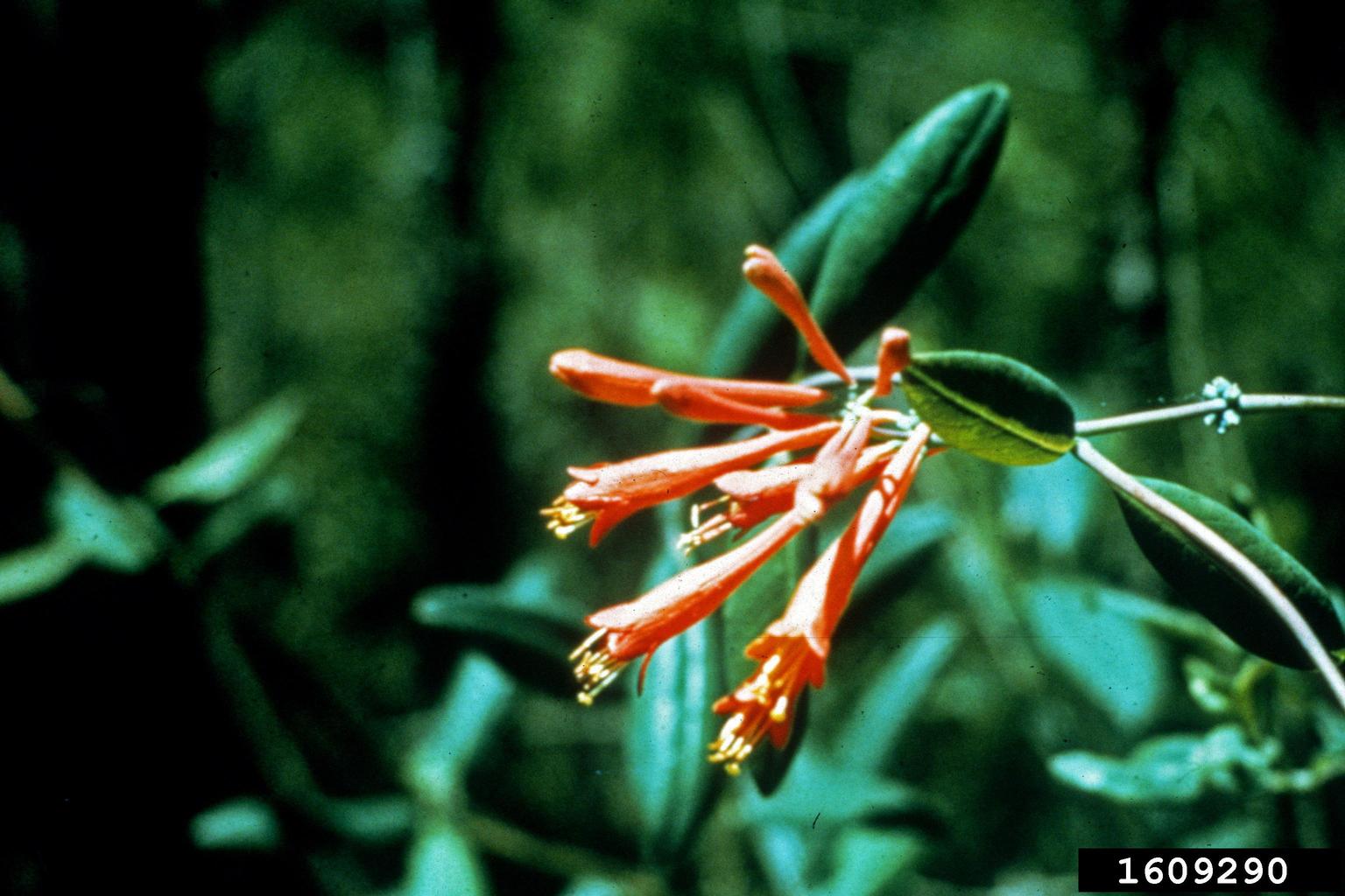 trumpet honeysuckle (Lonicera sempervirens)