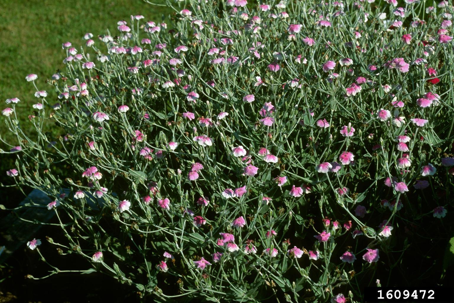 rose campion (Silene coronaria)