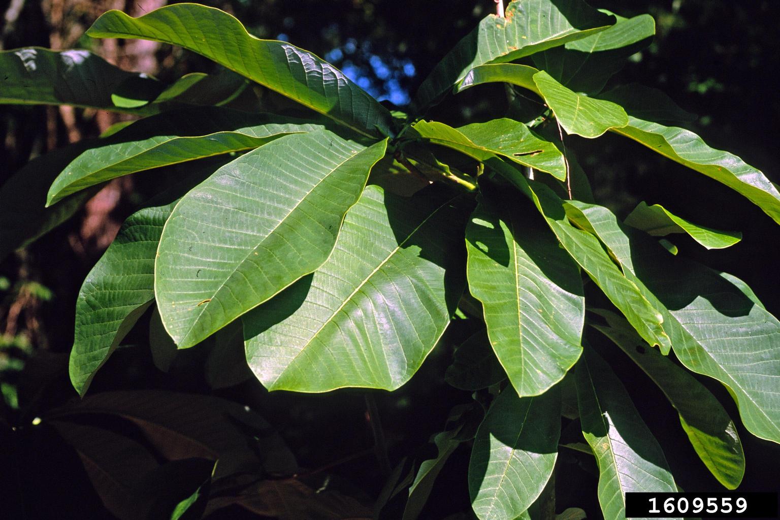 magnoliabark (Magnolia officinalis)