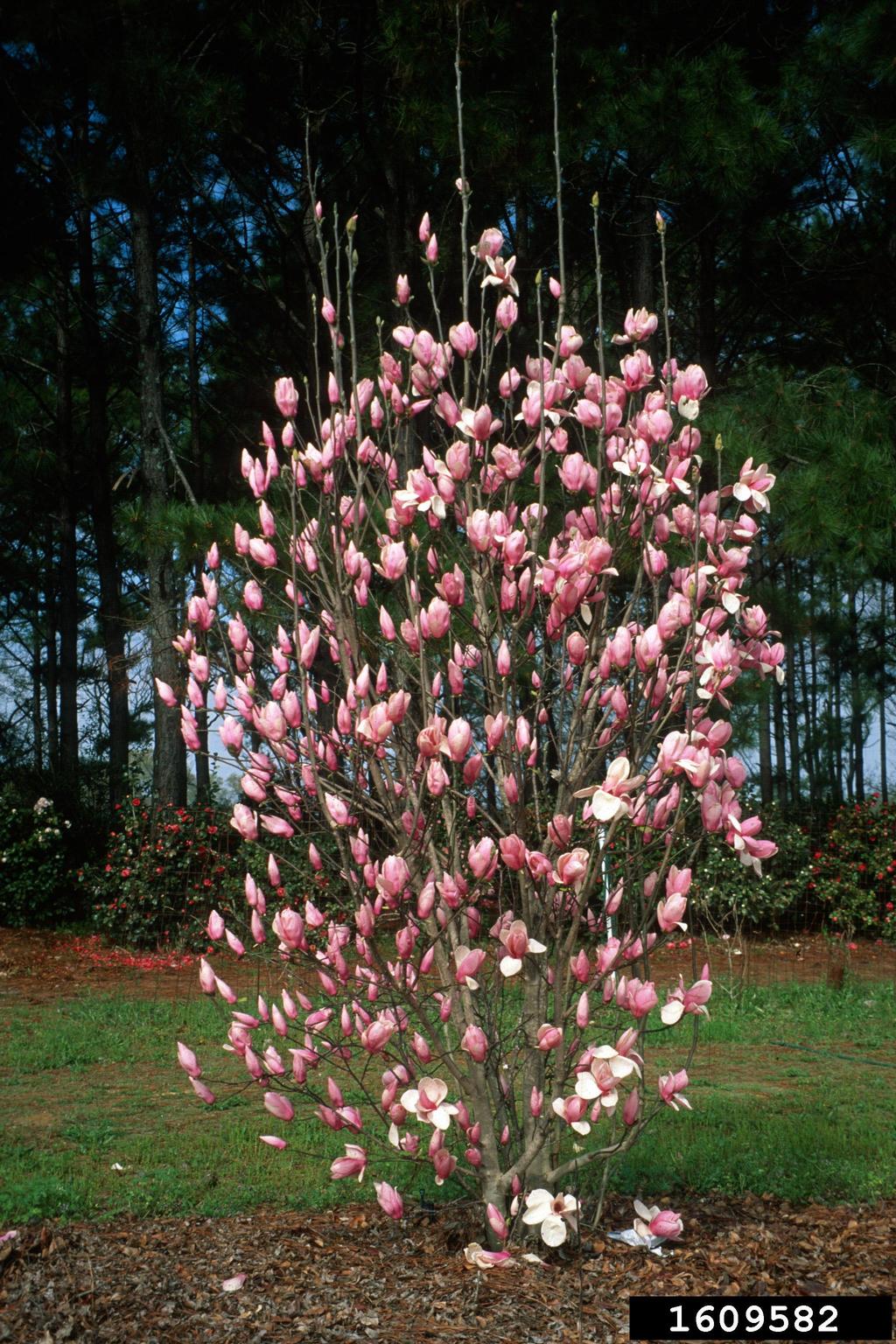 saucer magnolia (Magnolia x soulangeana)