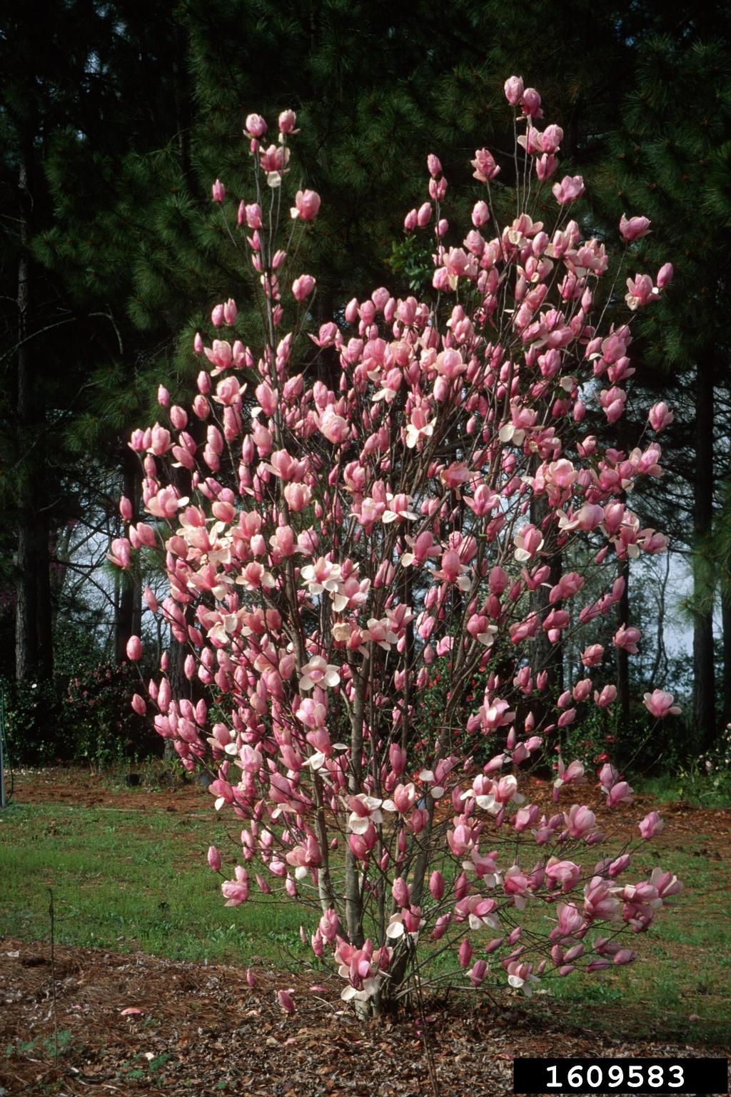 saucer magnolia (Magnolia x soulangeana)