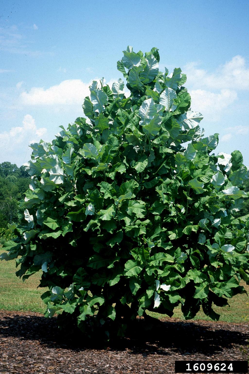 bigleaf magnolia (Magnolia macrophylla)