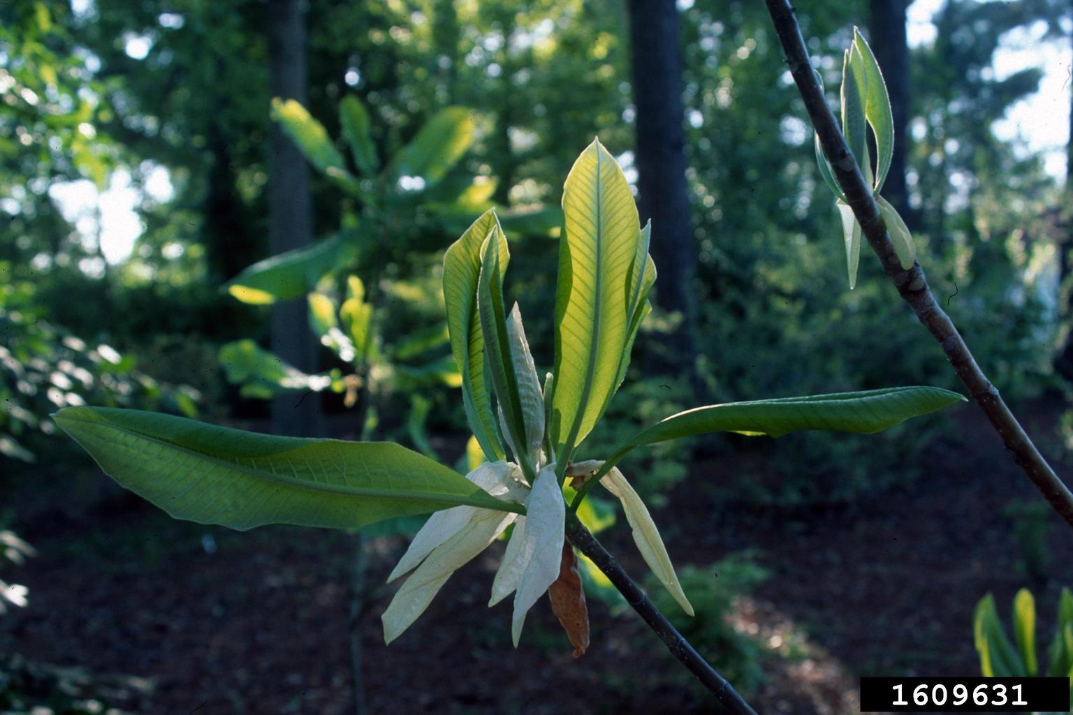 umbrella magnolia (Magnolia tripetala)
