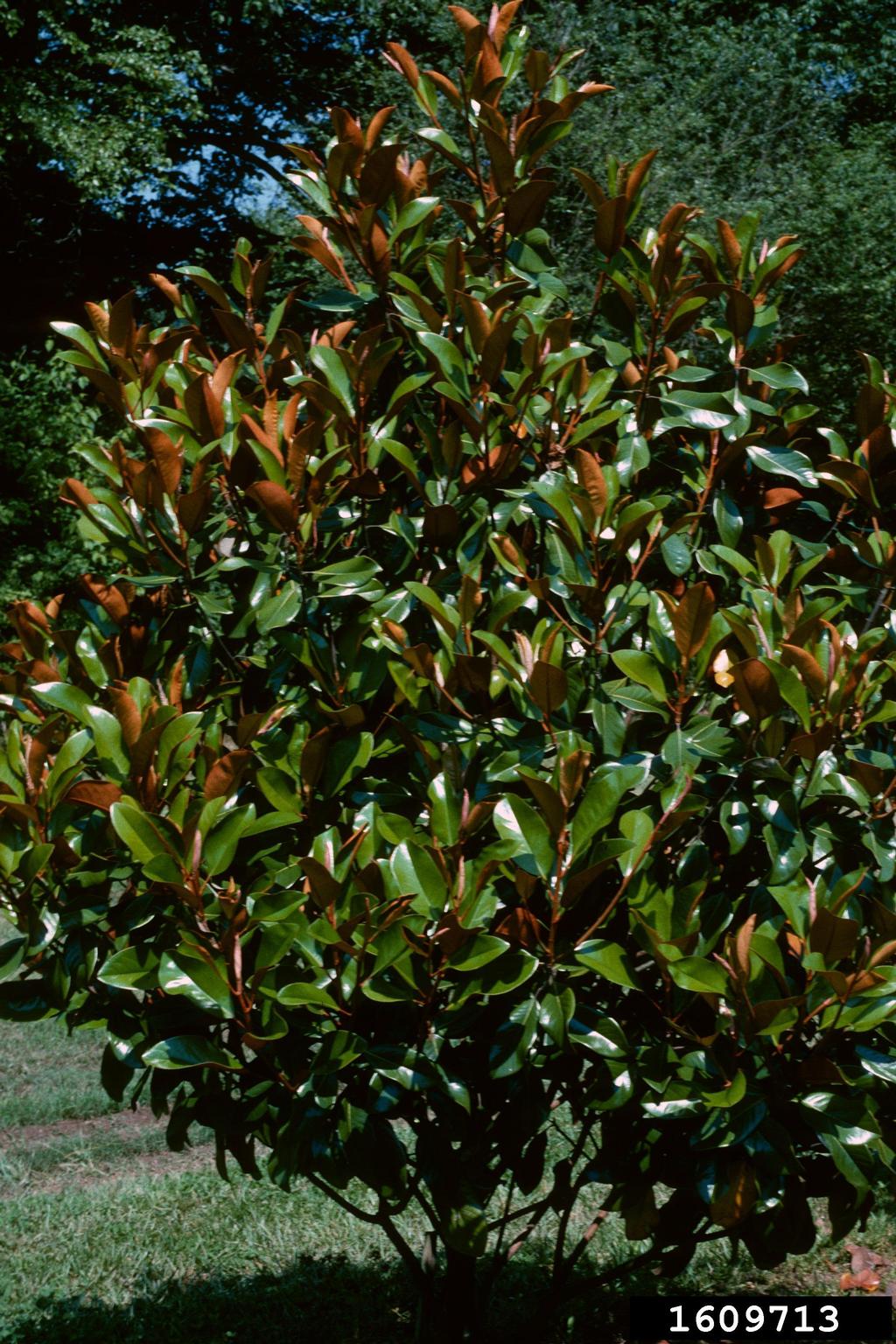 southern magnolia, Magnolia grandiflora (Magnoliales Magnoliaceae
