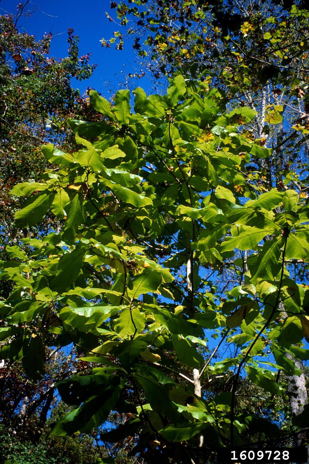 bigleaf magnolia (Magnolia macrophylla)