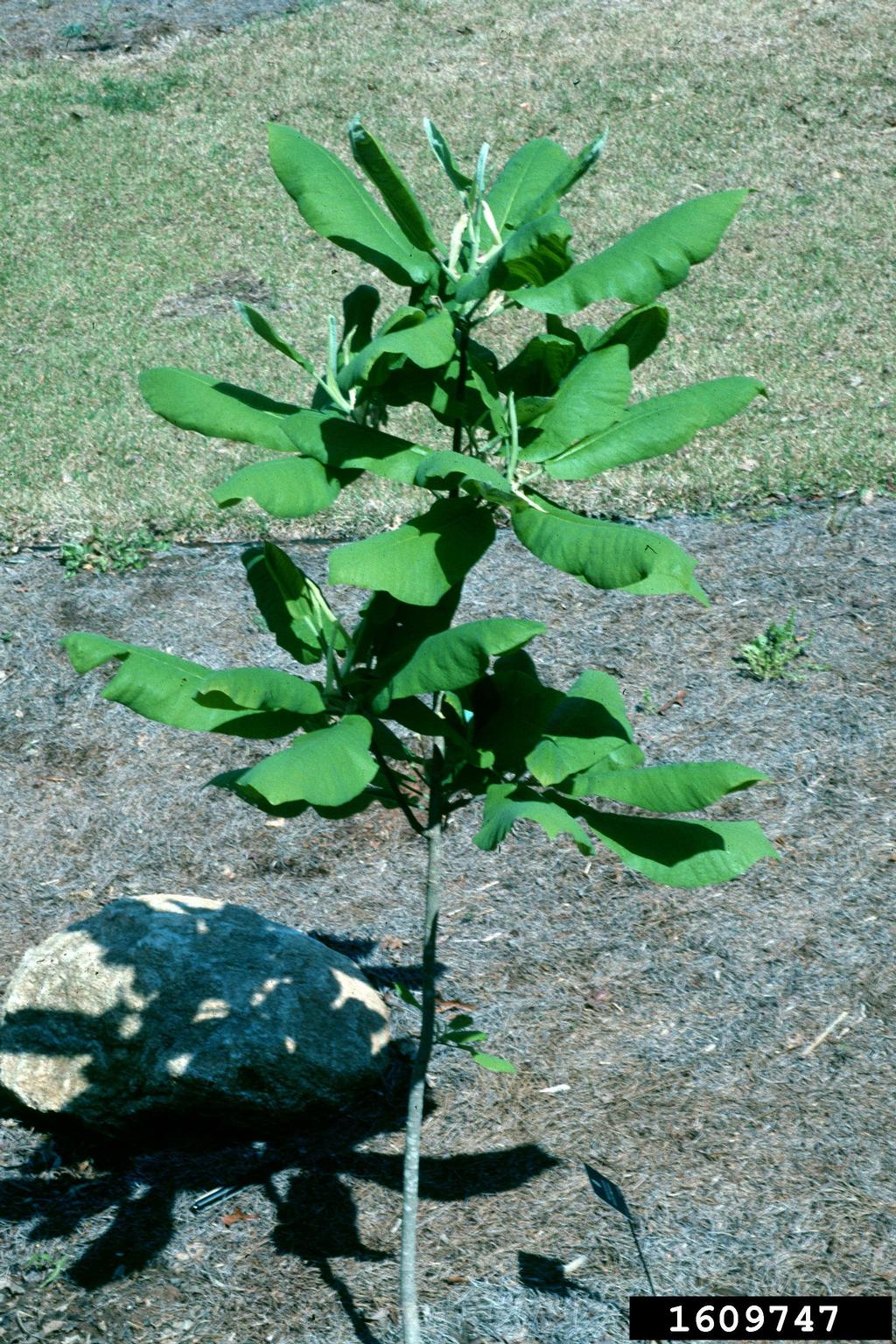 bigleaf magnolia (Magnolia macrophylla)