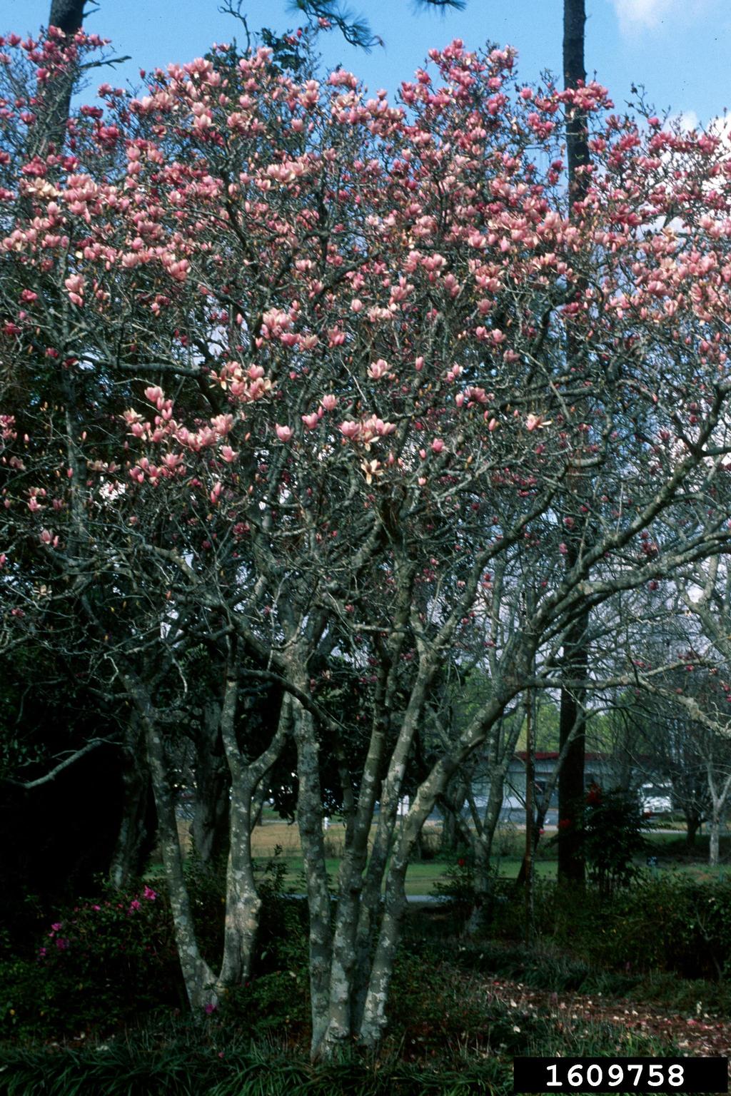 saucer magnolia (Magnolia x soulangeana)