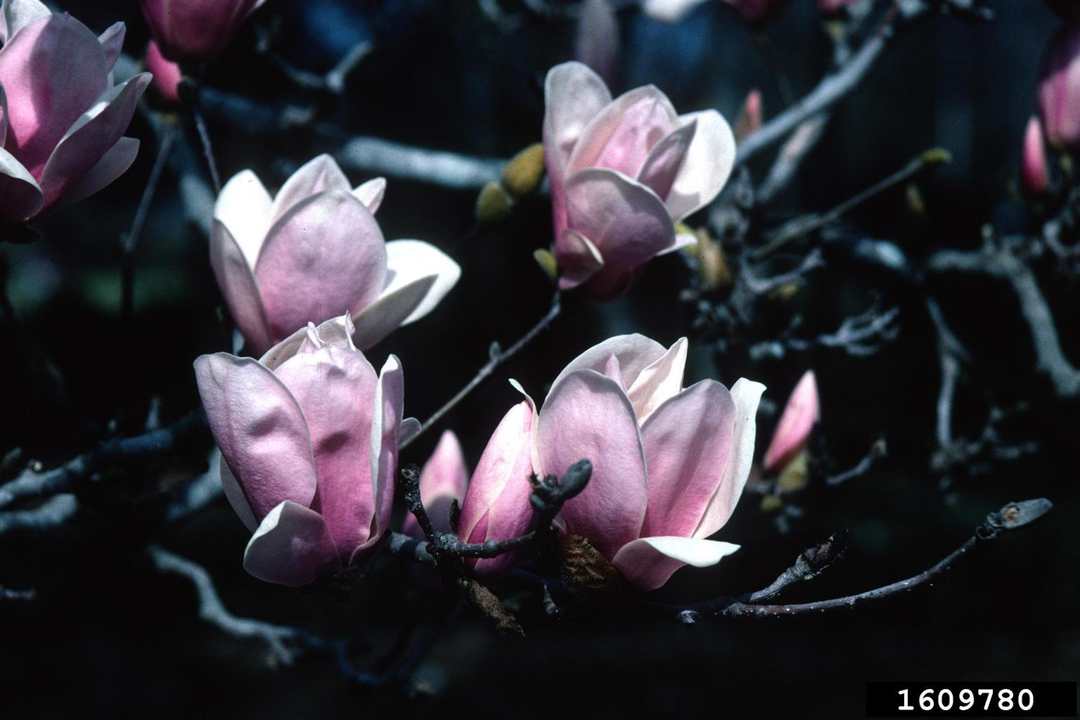 saucer magnolia (Magnolia x soulangeana)