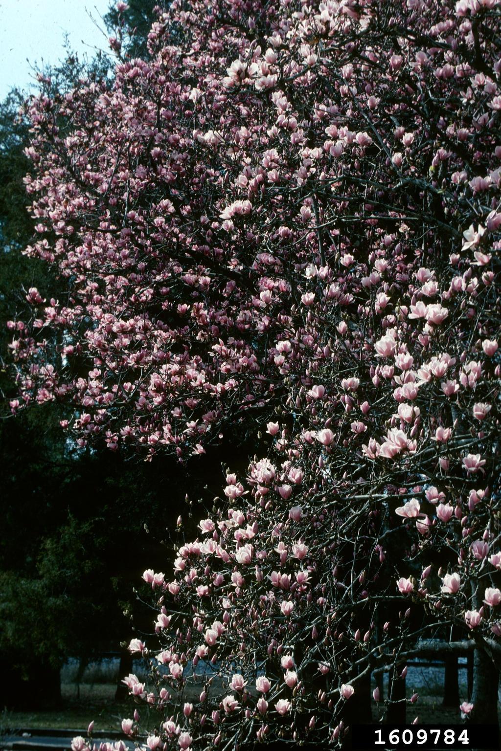 saucer magnolia, Magnolia x soulangeana (Magnoliales Magnoliaceae