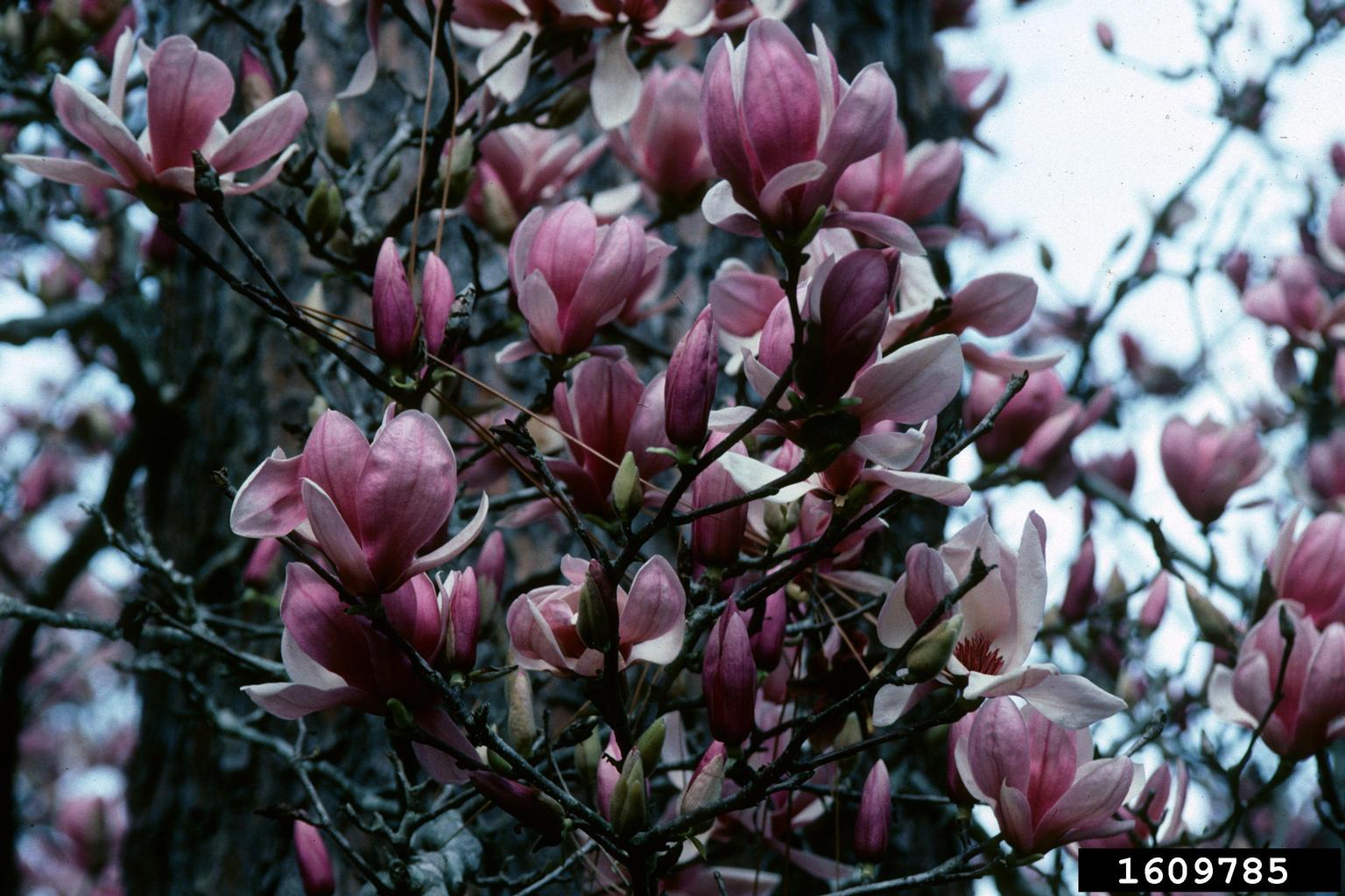 saucer magnolia (Magnolia x soulangeana)