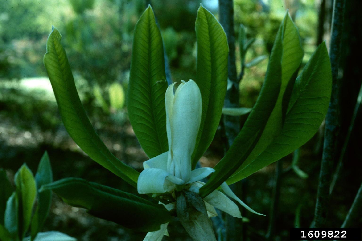 umbrella magnolia (Magnolia tripetala)