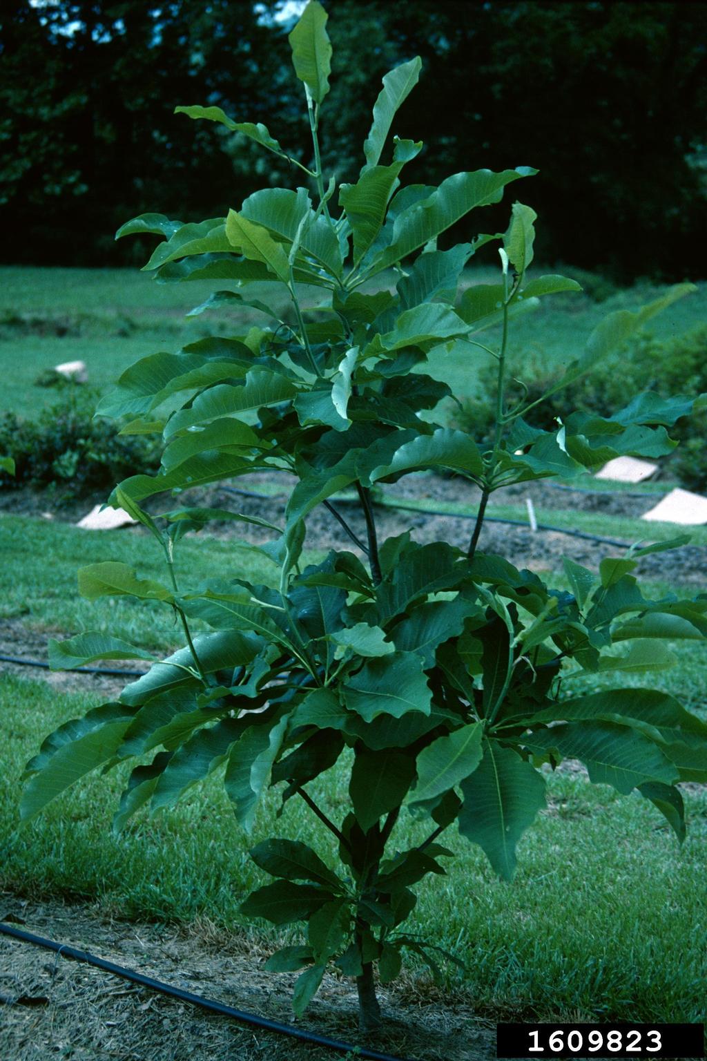 umbrella magnolia (Magnolia tripetala)