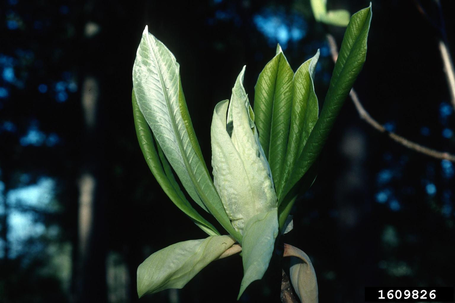 umbrella magnolia (Magnolia tripetala)