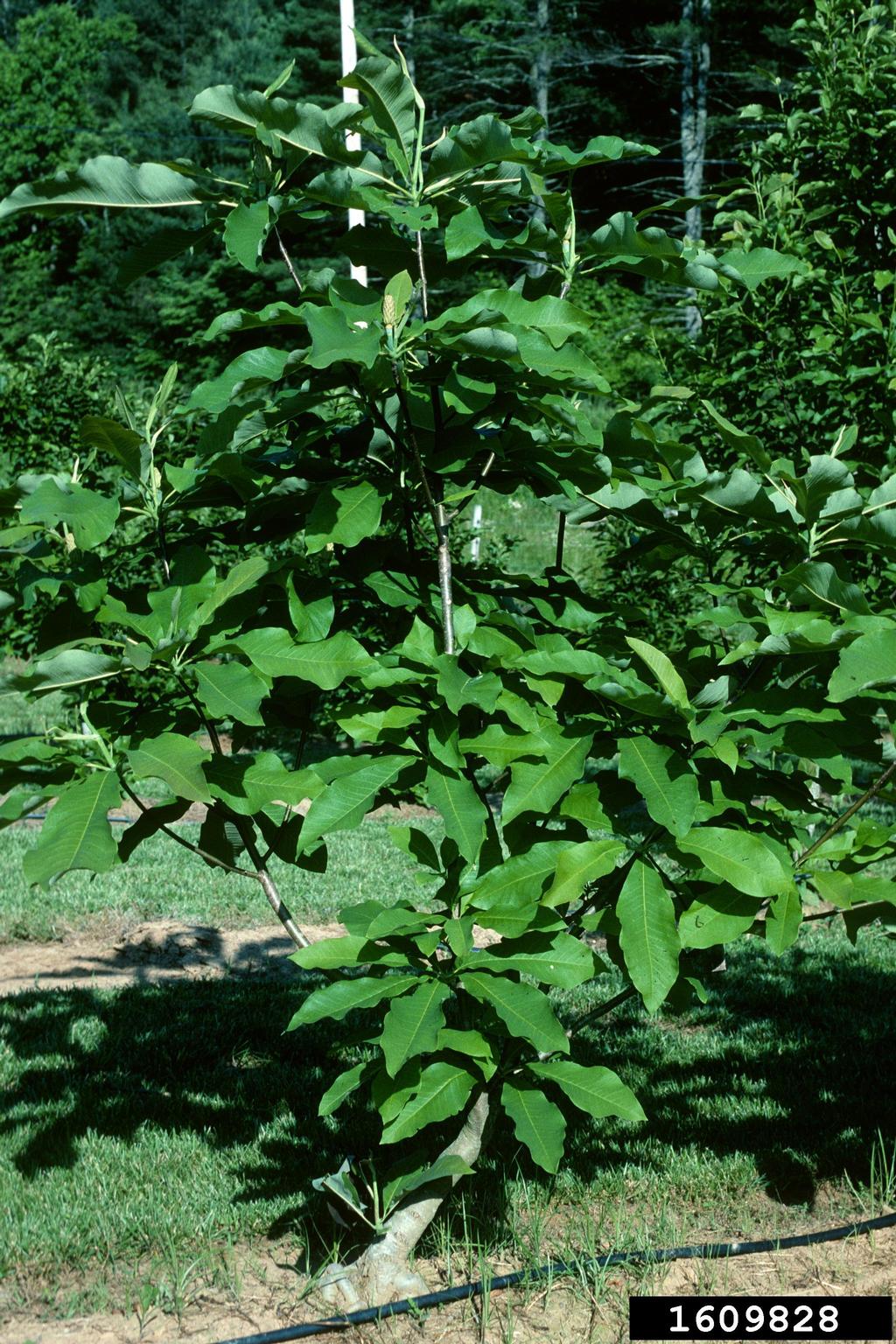umbrella magnolia (Magnolia tripetala)