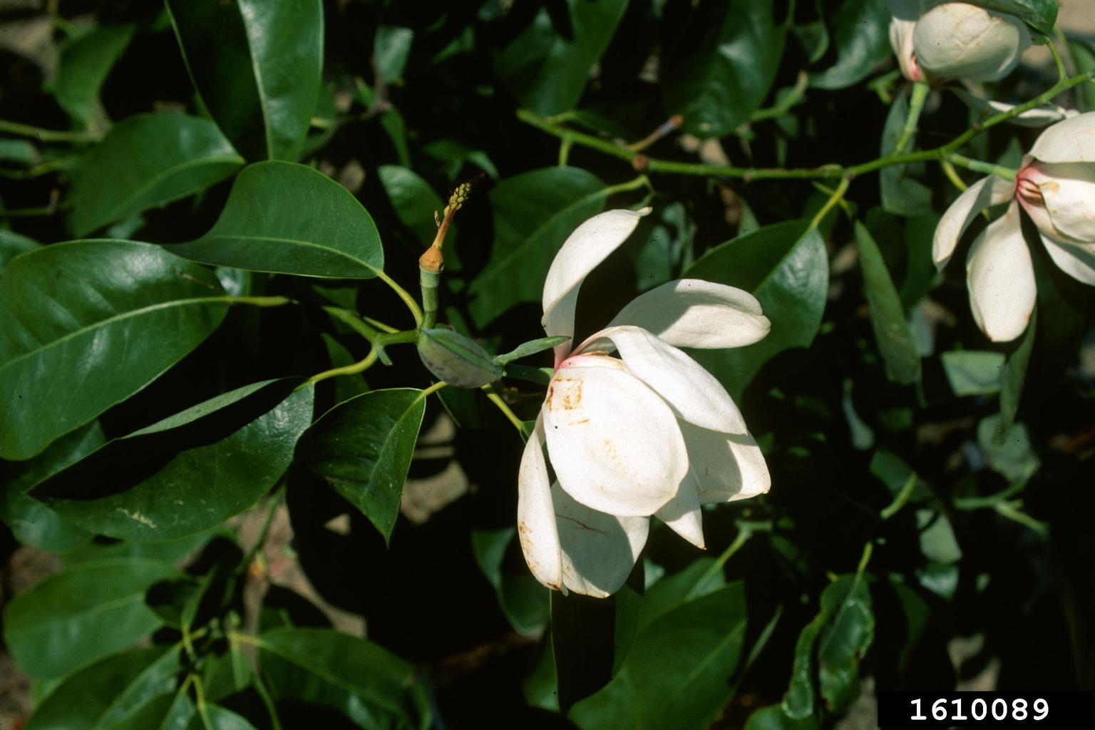 magnolia (Magnolia maudiae)