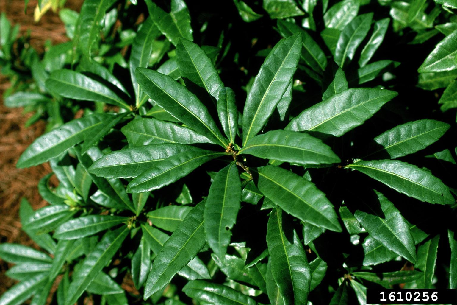 red bayberry (Morella rubra)