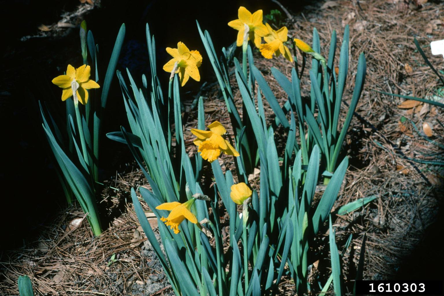 Daffodil Genus 9 Letters Crossword at Alvarez blog