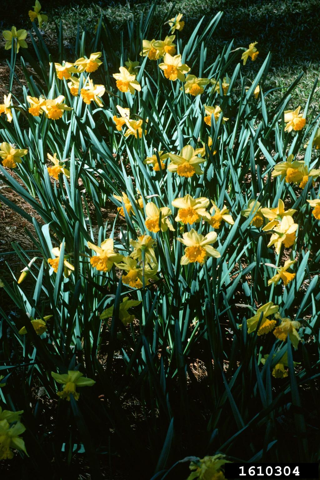 daffodils (Genus Narcissus)