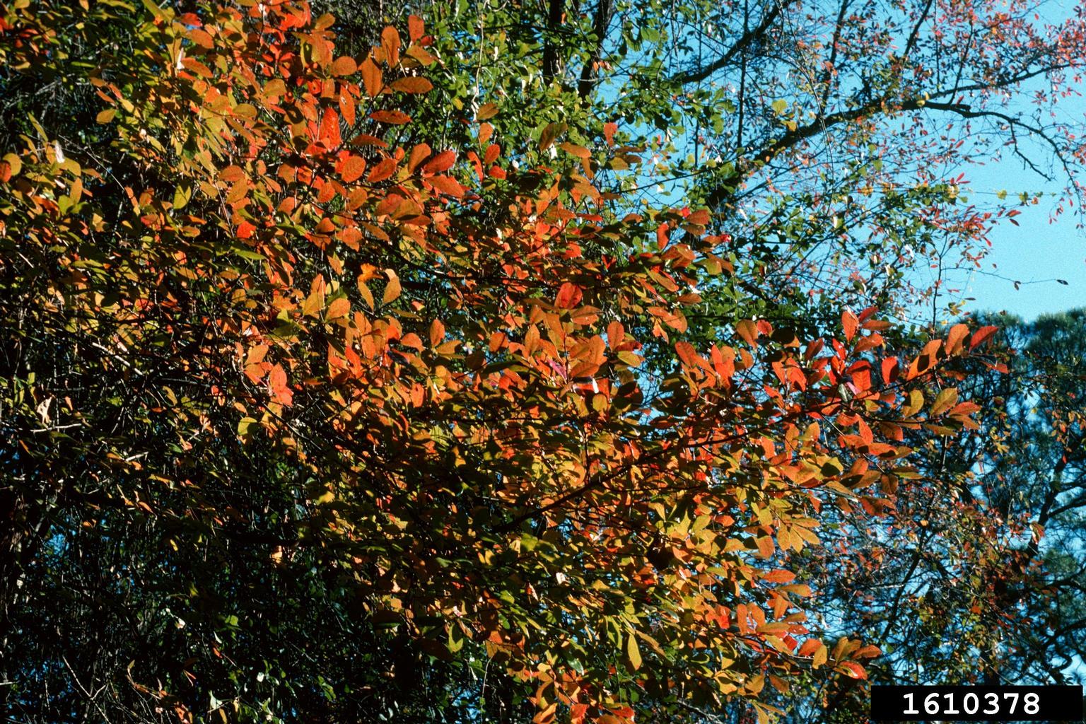 swamp tupelo (Nyssa biflora)