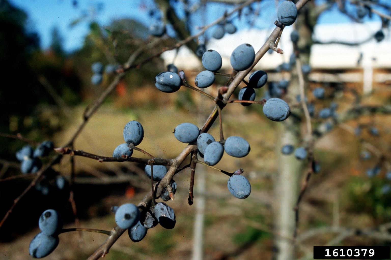 swamp tupelo, Nyssa biflora (Cornales Cornaceae) 1610379