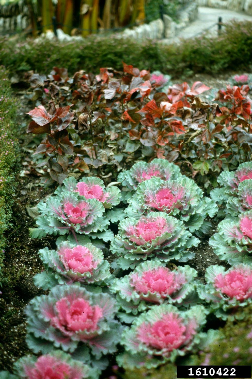 cabbage collards and kale, Brassica oleracea (Capparales Brassicaceae