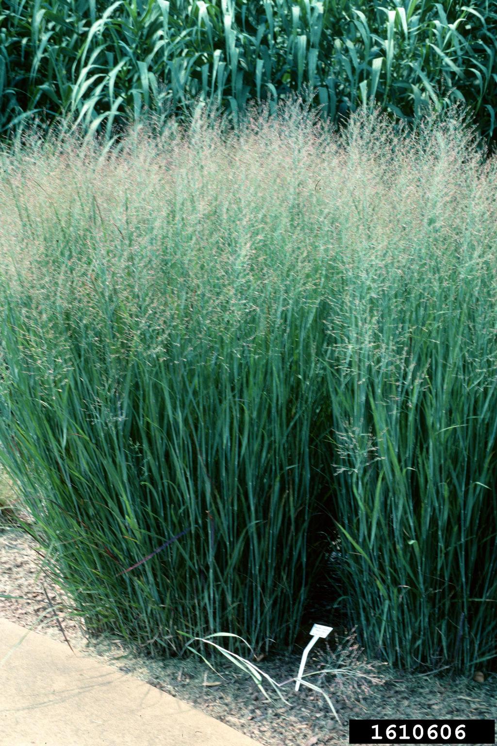 switchgrass (Panicum virgatum)