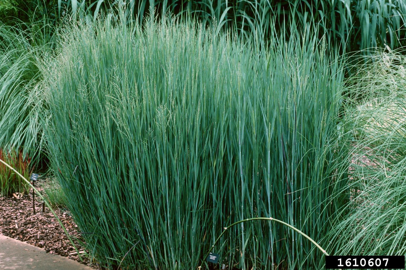 switchgrass (Panicum virgatum)