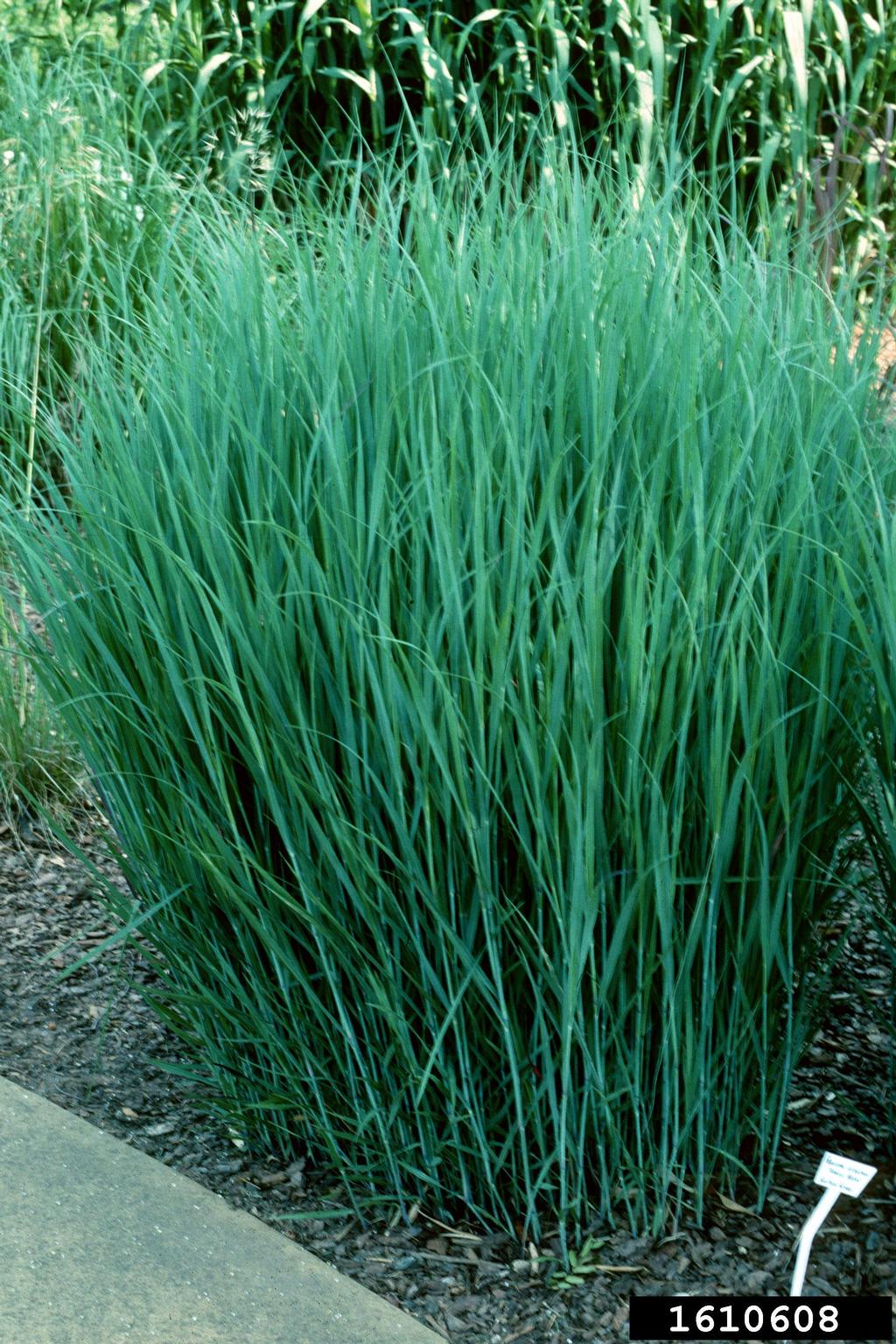 switchgrass (Panicum virgatum)