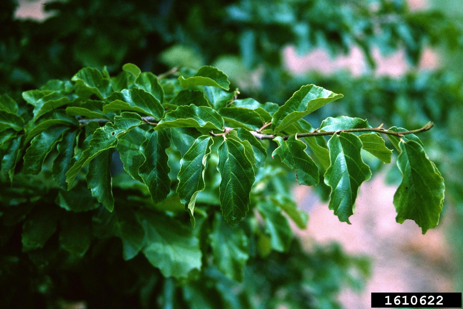 Persian ironwood (Parrotia persica)