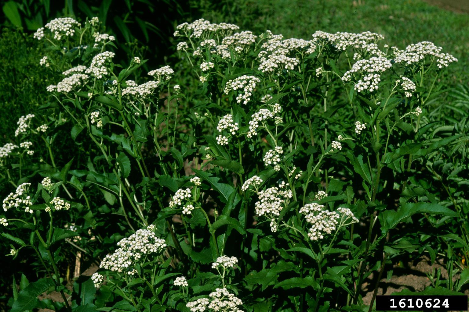 wild quinine (Parthenium integrifolium)