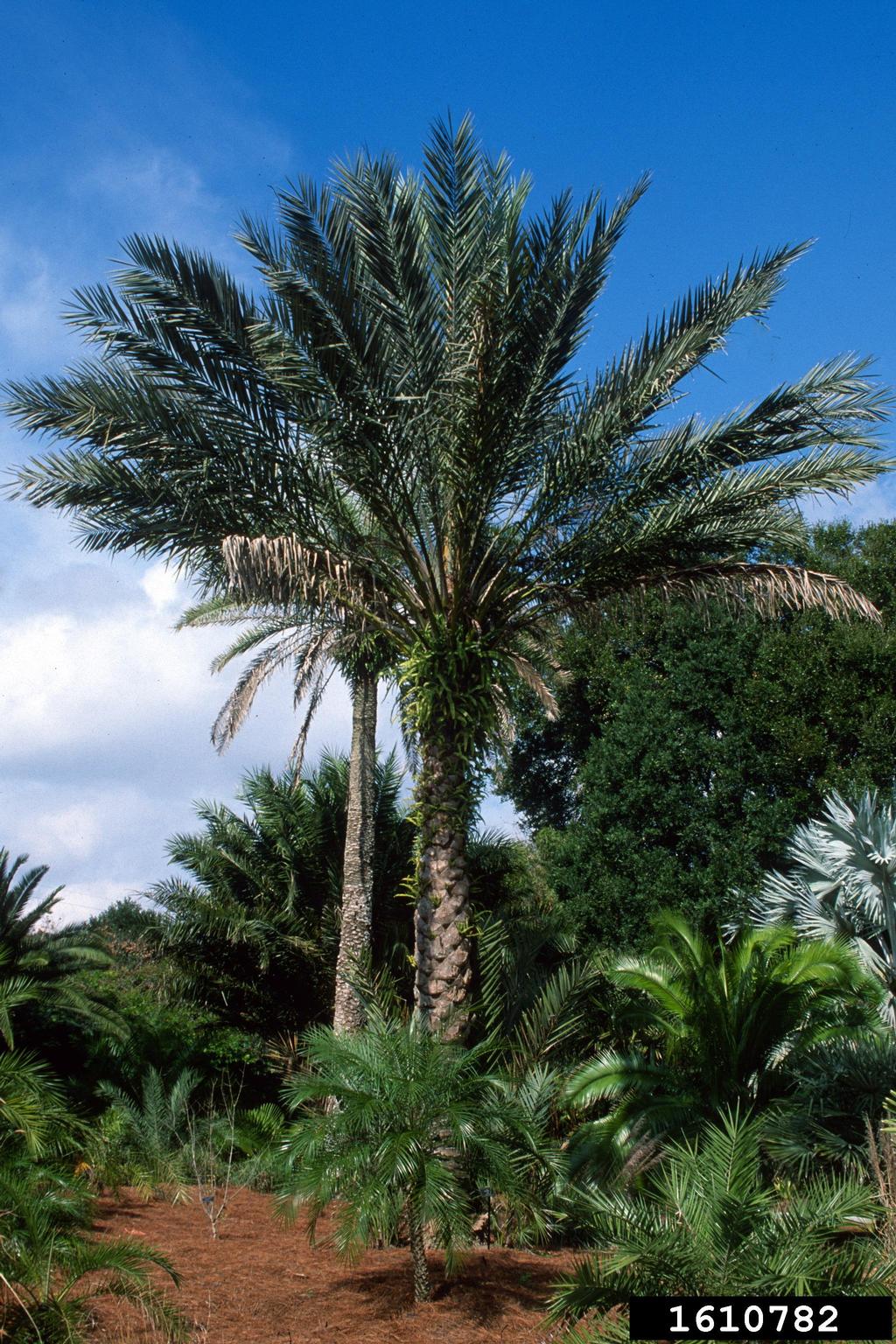date palm (Phoenix dactylifera)