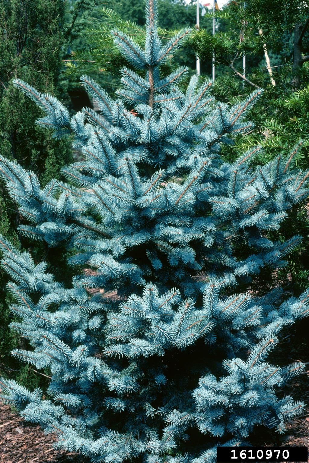 blue spruce (Picea pungens)