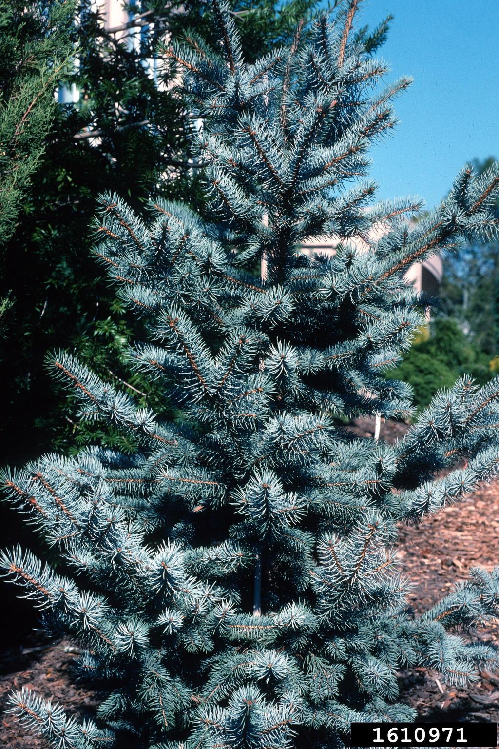 blue spruce (Picea pungens)