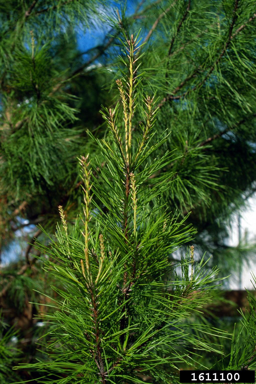 spruce pine (Pinus glabra)