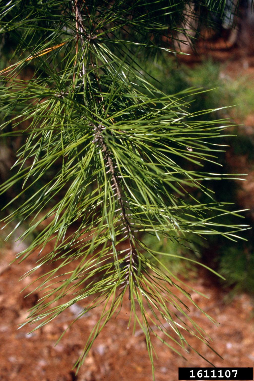 spruce pine (Pinus glabra)
