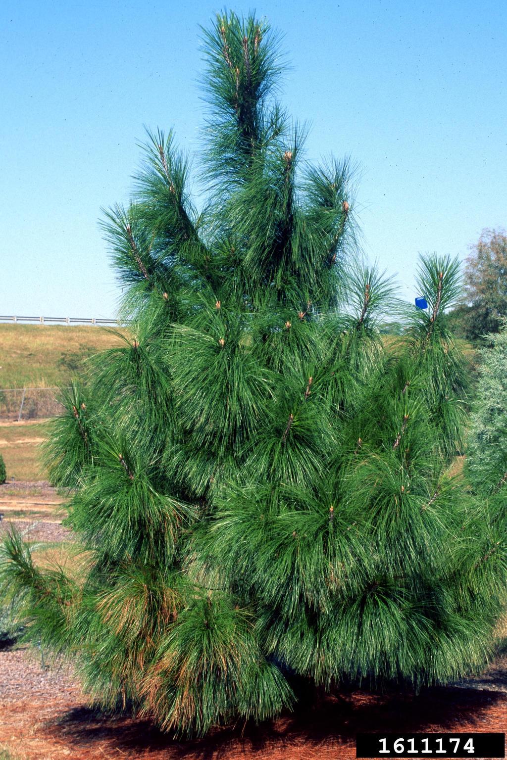 smoothbark mexican pine (Pinus pseudostrobus)